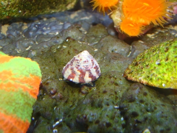  Tectus niloticus (Trochus Snail, Top Snail)
